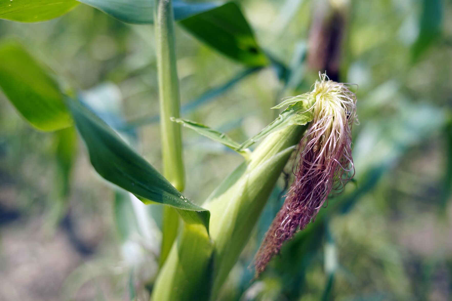 Sweet corn in field